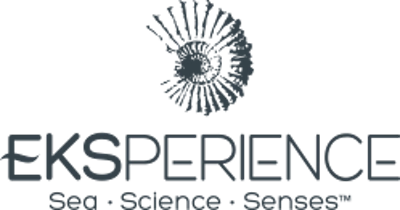 Eksperience